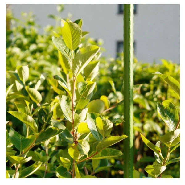 OPORA ZA RASTLINE RAVNA NAREBRENA ZELENA 90cm fi8mm